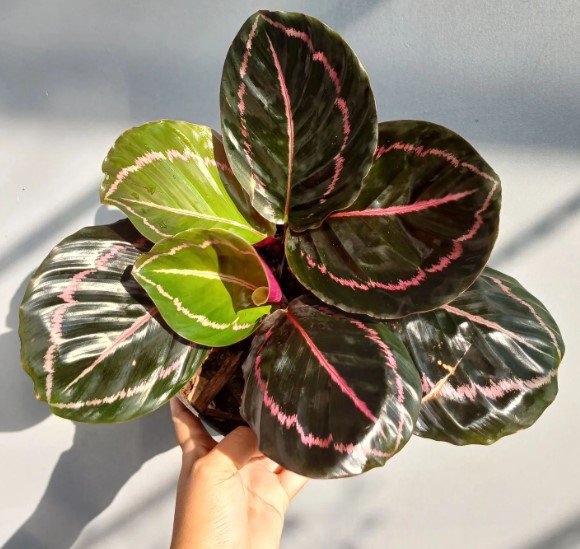 Calathea Black Lipstick Plant Flower Rare Plant Live Home Plant FREESHIPPING