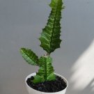 Euphorbia Bougheyi Cactus Plant Flower Rare Plant Live Home Plant FREESHIPPING