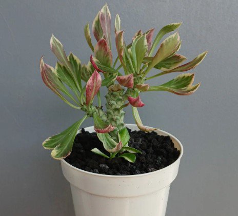 Monadenium Ritchiei Variegated Plant Flower Rare Plant Live Home Plant FREESHIPPING