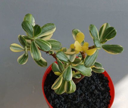 Crassula Ovata Hummel&acirc;��s Sunset Jade Plant Flower Rare Plant Live Home Plant FREESHIPPING