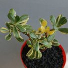 Crassula Ovata Hummel’s Sunset Jade Plant Flower Rare Plant Live Home Plant FREESHIPPING