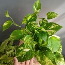 Epipremnum Aureum Devil’s Ivy Plant Flower Rare Plant Live Home Plant FREESHIPPING