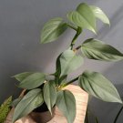 Philodendron Hastatum Plant Flower Rare Plant Live Home Plant FREESHIPPING