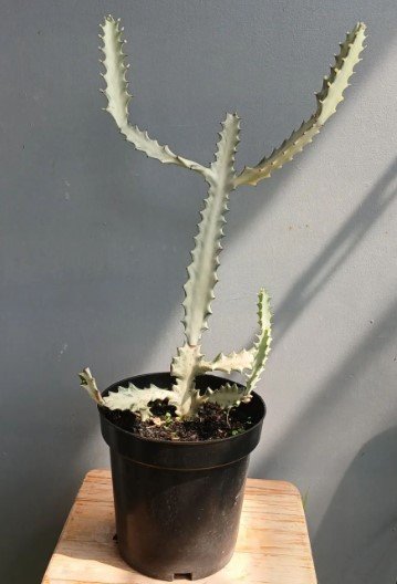 Ghost cactus White Plant Flower Rare Plant Live Home Plant FREESHIPPING