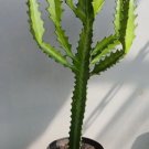 Frilled Fan Spurge Cactus Plant Flower Rare Plant Live Home Plant FREESHIPPING