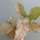 Syngonium podophyllum pink Plant Flower Rare Plant Live Home Plant FREESHIPPING