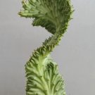 huernia cristata Plant Flower Rare Plant Live Home Plant FREESHIPPING