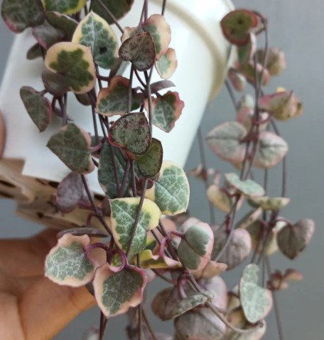 Variegated String of Hearts Plant Flower Rare Plant Live Home Plant FREESHIPPING