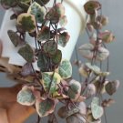 Variegated String of Hearts Plant Flower Rare Plant Live Home Plant FREESHIPPING