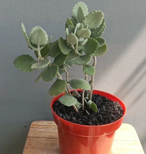 Millot Kalanchoe Succulent Plant Flower Rare Plant Live Home Plant FREESHIPPING