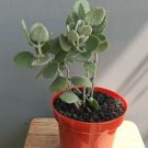 Millot Kalanchoe Succulent Plant Flower Rare Plant Live Home Plant FREESHIPPING