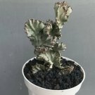 euphorbia cristata silver Plant Flower Rare Plant Live Home Plant FREESHIPPING