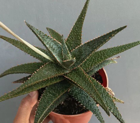 Aloe Viper Super Rare Plant Flower Rare Plant Live Home Plant FREESHIPPING
