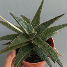 Aloe Viper Super Rare Plant Flower Rare Plant Live Home Plant FREESHIPPING