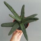 Gasteria Succulent Plant Flower Rare Plant Live Home Plant FREESHIPPING