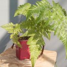 Dryopteris affinis Fern Plant Flower Rare Plant Live Home Plant FREESHIPPING