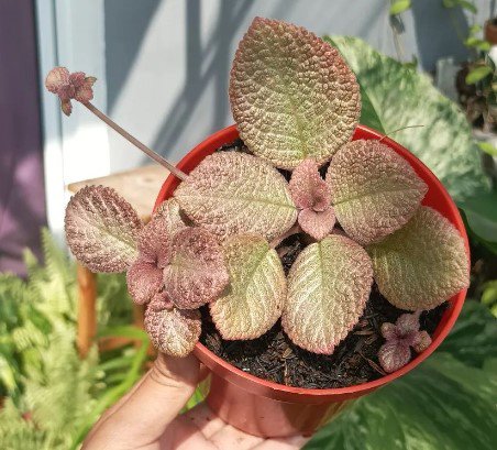 episcia pink leaf Plant Flower Rare Plant Live Home Plant FREESHIPPING