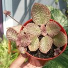episcia pink leaf Plant Flower Rare Plant Live Home Plant FREESHIPPING