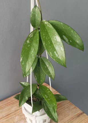 Hoya pubicalyx 'Pink Silver Splash' Plant Flower Rare Plant Live Home Plant FREESHIPPING