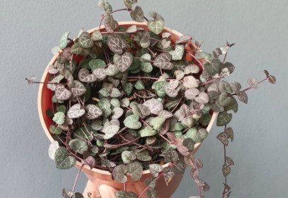 Variegated String of Hearts Plant Flower Rare Plant Live Home Plant FREESHIPPING