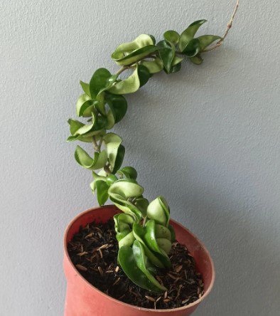 Hoya Carnosa Compacta Green Plant Flower Rare Plant Live Home Plant FREESHIPPING