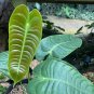 Anthurium veitchii Plant Flower Rare Plant Live Home Plant FREESHIPPING