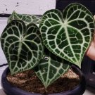 Anthurium Clarinervium Plant Flower Rare Plant Live Home Plant FREESHIPPING