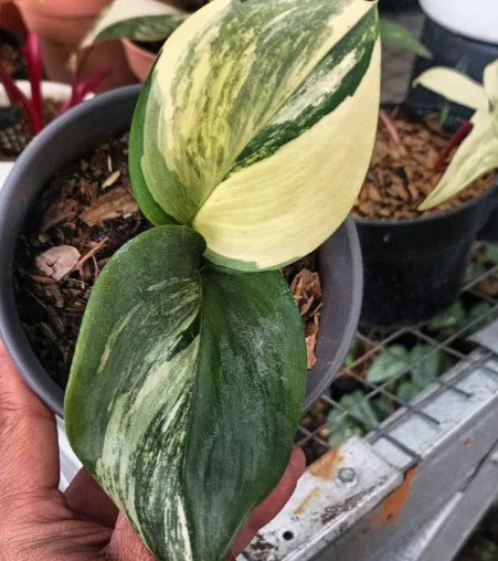 Scindapsus Rubicon Variegated Plant Flower Rare Plant Live Home Plant FREESHIPPING