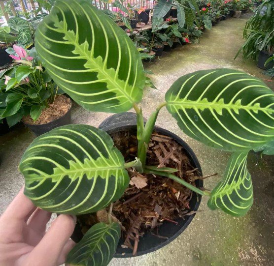 Lemon Lime Prayer Plant Flower Rare Plant Live Home Plant FREESHIPPING
