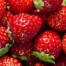 5 Seeds DWARF STRAWBERRY Plant Fruit Seeds Rare Plant FREESHIPPING