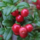 5 Seeds CRAMBERRY FRUIT Plant Fruit Seeds Rare Plant FREESHIPPING