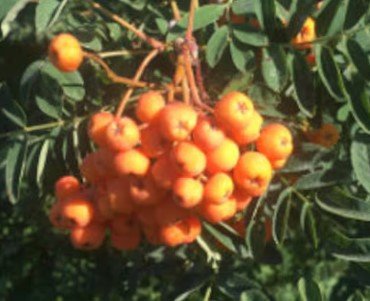 5 Seeds Golden Berry fruit Tree Plant Fruit Seeds Rare Plant FREESHIPPING