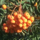 5 Seeds Golden Berry fruit Tree Plant Fruit Seeds Rare Plant FREESHIPPING