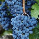 5 Seeds Dwarf Black vine grapes fruit Plant Fruit Seeds Rare Plant FREESHIPPING