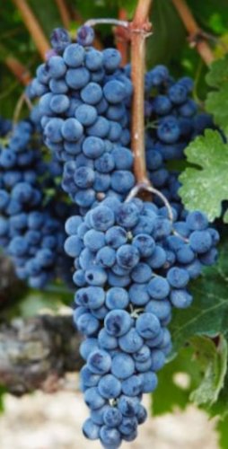 5 Seeds Dwarf Black vine grapes fruit Plant Fruit Seeds Rare Plant FREESHIPPING