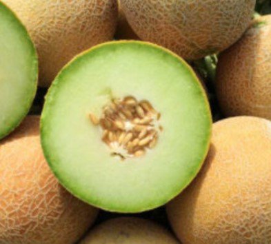 3 Seeds HAMI MELON Fruit Plant Fruit Seeds Rare Plant FREESHIPPING