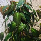 Cuttings Philodendron Micans Plant Home Garden Rare Plant FREESHIPPING