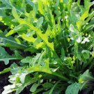 Arugula live plant Plant Home Garden Rare Plant FREESHIPPING