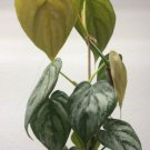 Cutting Philodendron gloriosum Plant Flower Rare Plant Live Home Plant FREESHIPPING
