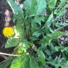 dandelion live plants Plant Flower Rare Plant Live Home Plant FREESHIPPING