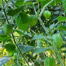 Cape gooseberries Plant Flower Rare Plant Live Home Plant FREESHIPPING