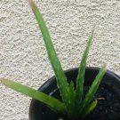 Aloe vera Plant Flower Rare Plant Live Home Plant FREESHIPPING