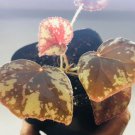 Begonia nigritarum Plant Flower Rare Plant Live Home Plant FREESHIPPING