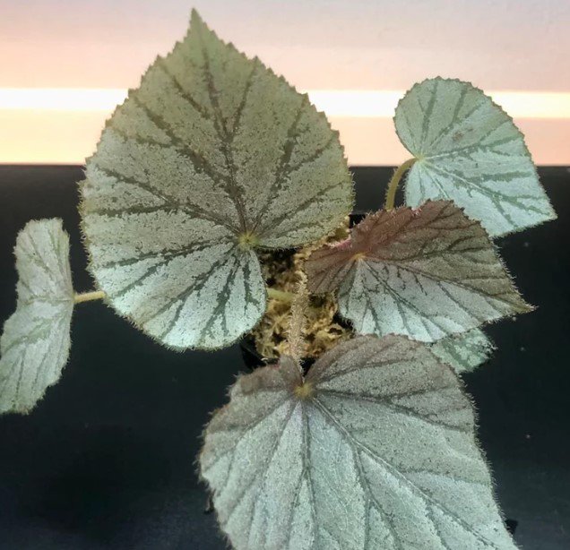 Begonia Silver RARE Plant Flower Rare Plant Live Home Plant FREESHIPPING