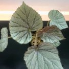 Begonia Silver RARE Plant Flower Rare Plant Live Home Plant FREESHIPPING