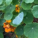 Nasturtiums RARE Plant Flower Rare Plant Live Home Plant FREESHIPPING