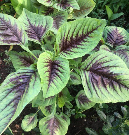 Red Stripe Leaf Amaranth RARE Plant Flower Rare Plant Live Home Plant FREESHIPPING