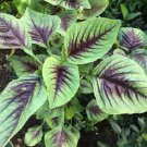 Red Stripe Leaf Amaranth RARE Plant Flower Rare Plant Live Home Plant FREESHIPPING