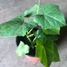 ivy gourd RARE Plant Flower Rare Plant Live Home Plant FREESHIPPING