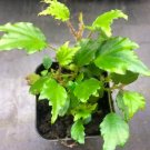 begonia prismatocarpa RARE Plant Flower Rare Plant Live Home Plant FREESHIPPING
